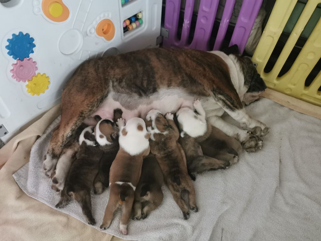 chiot Bulldog Anglais Du Clan Des Hauts De Somme