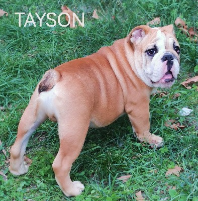 TAYSON 