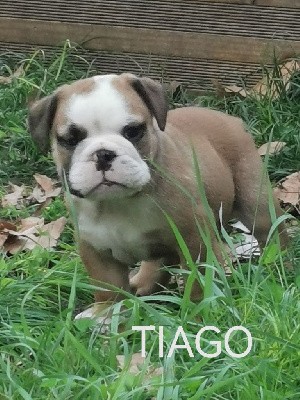 Tiago 