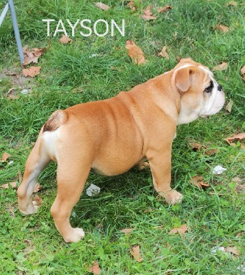 TAYSON 