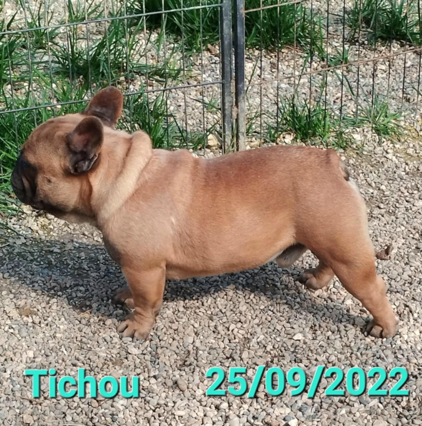 Tychou du domaine de Cateline