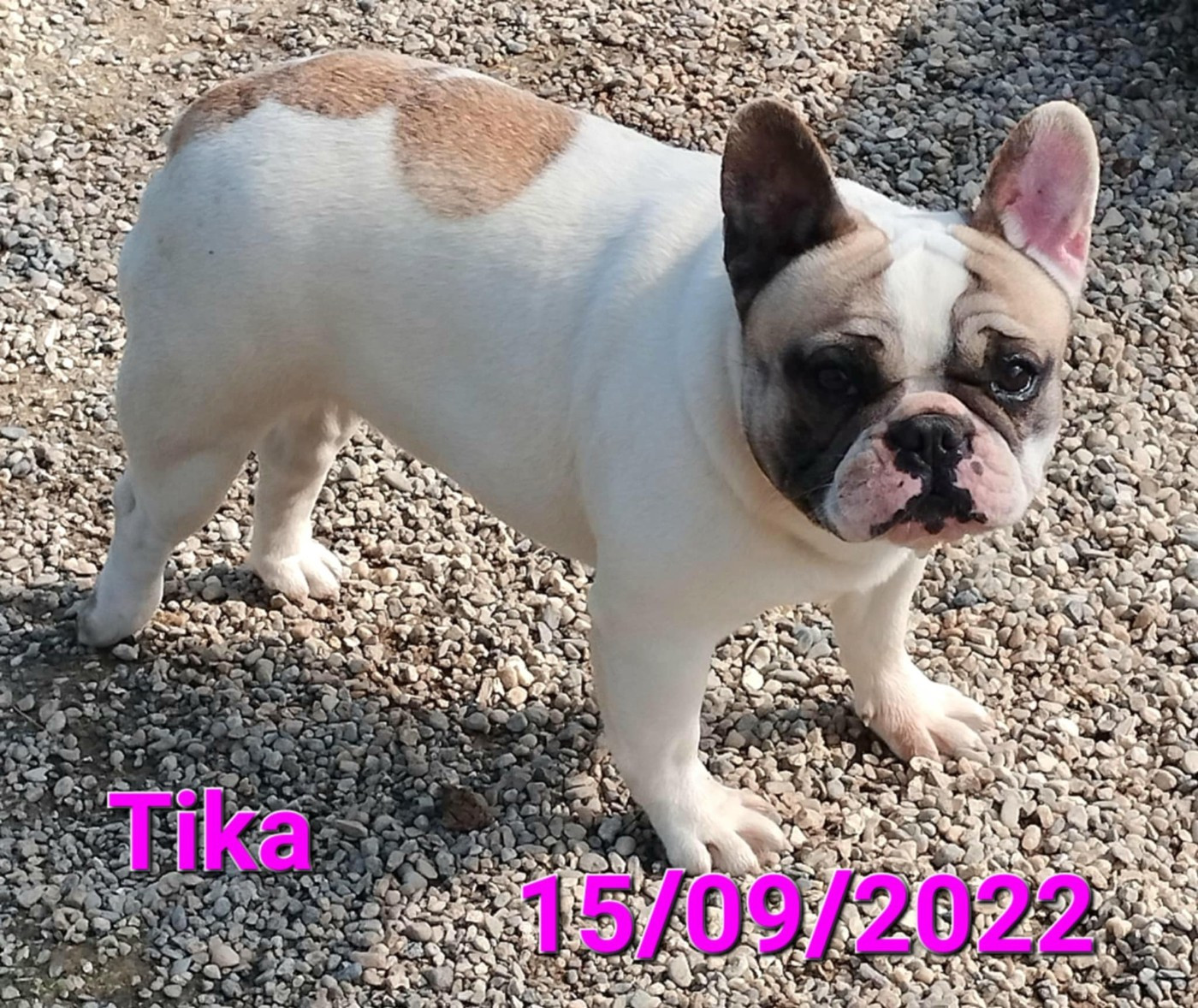 Tika du domaine decateline