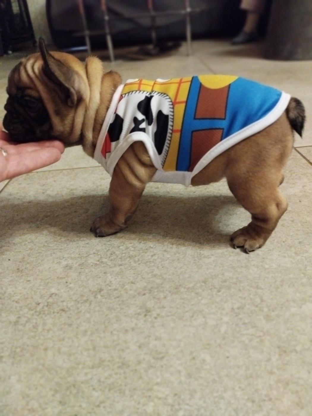 Du Clan Des Hauts De Somme - Chiots disponibles - Bouledogue français