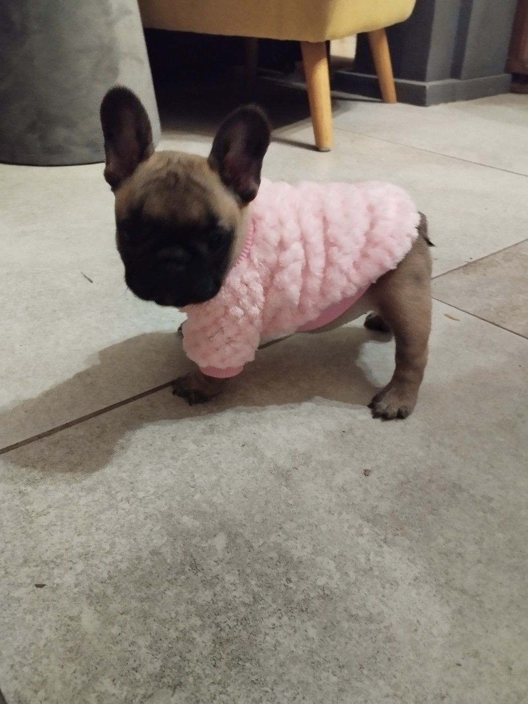 Du Clan Des Hauts De Somme - Chiots disponibles - Bouledogue français