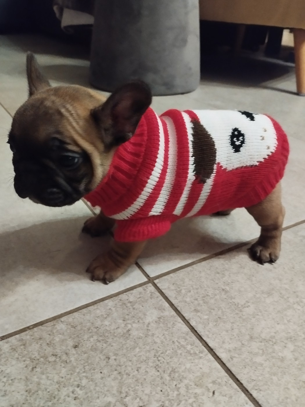 Du Clan Des Hauts De Somme - Chiots disponibles - Bouledogue français