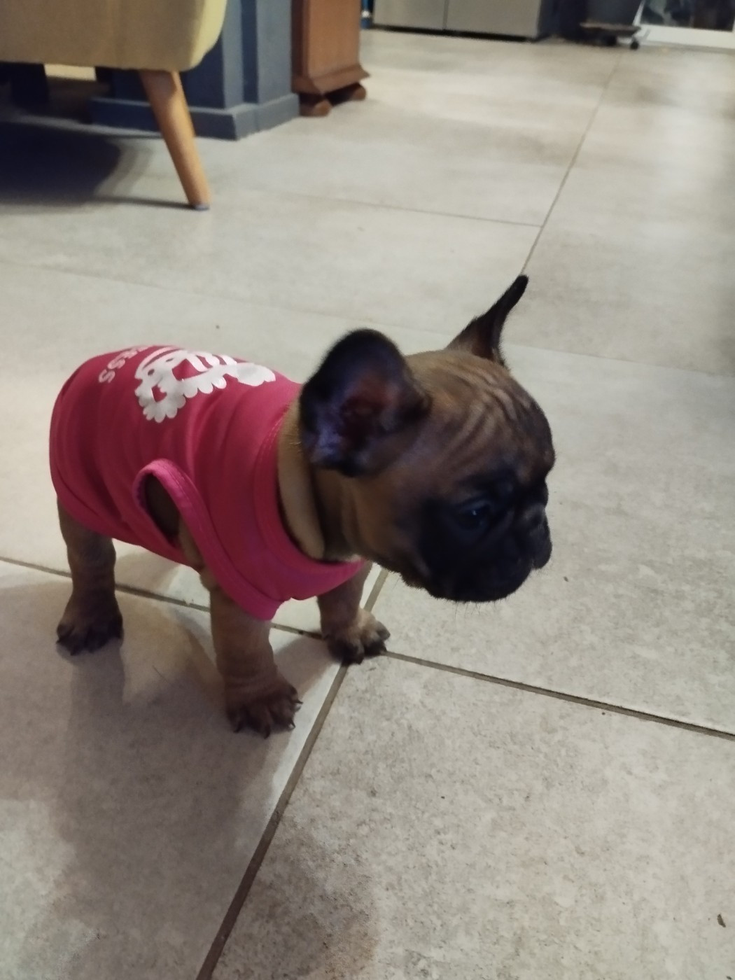 Du Clan Des Hauts De Somme - Chiots disponibles - Bouledogue français