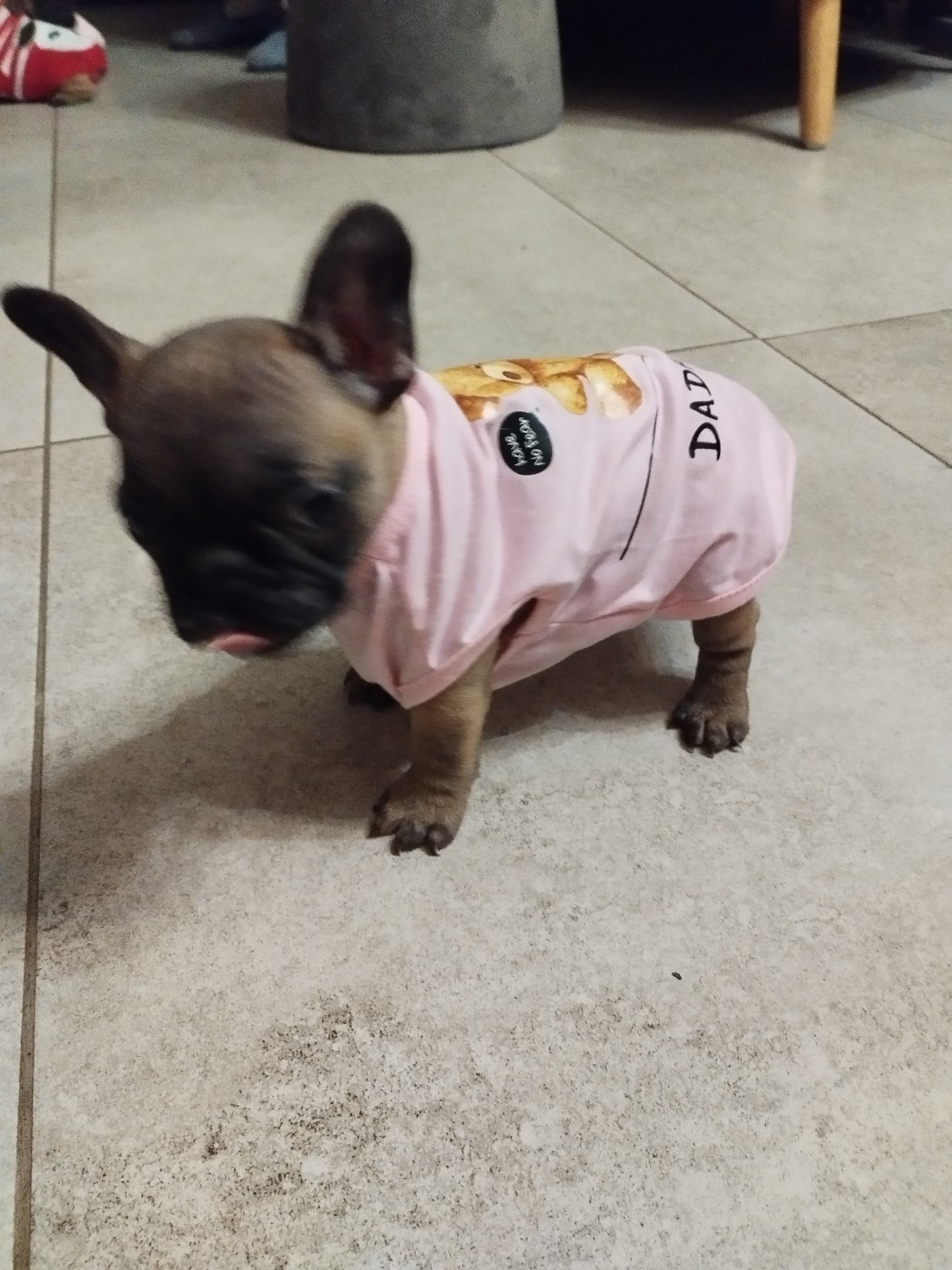 Du Clan Des Hauts De Somme - Chiots disponibles - Bouledogue français