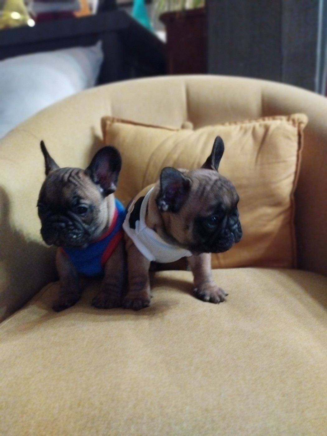 Du Clan Des Hauts De Somme - Chiots disponibles - Bouledogue français