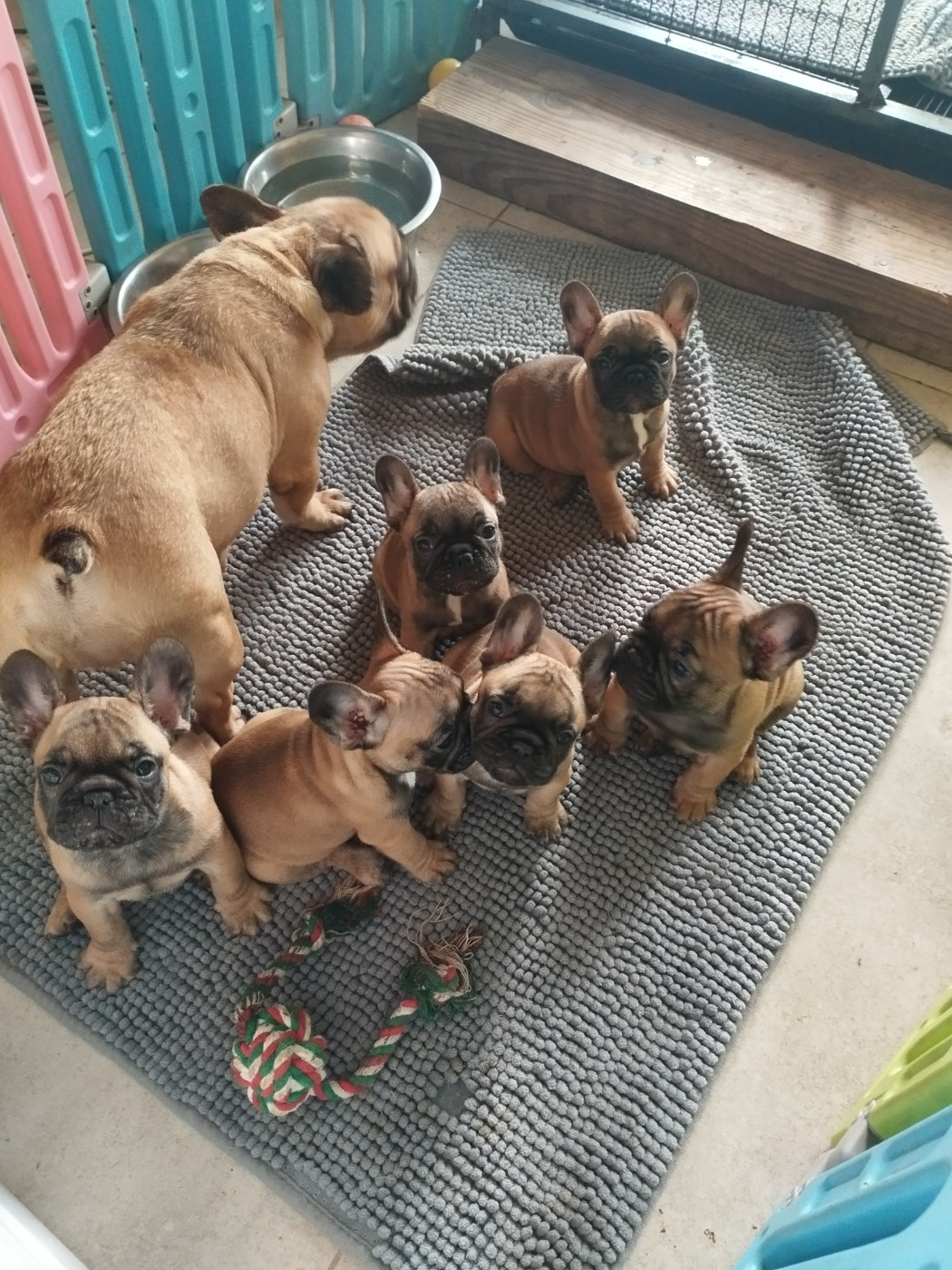 Chiot Bouledogue français Du Clan Des Hauts De Somme