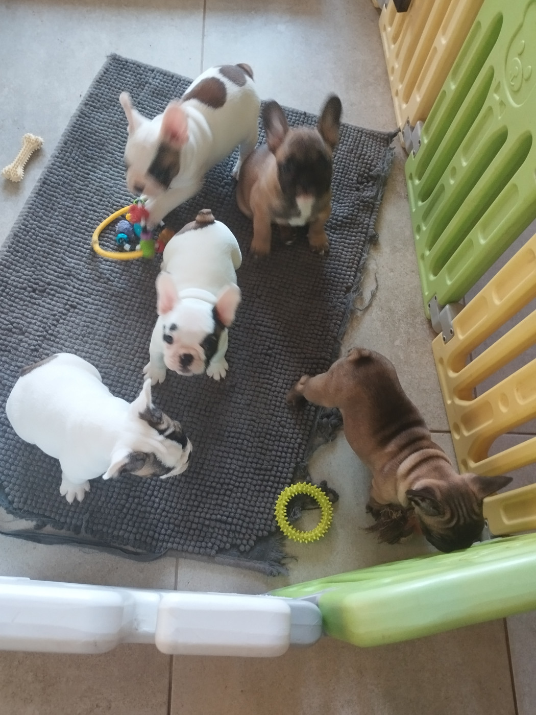 Chiot Bouledogue français Du Clan Des Hauts De Somme