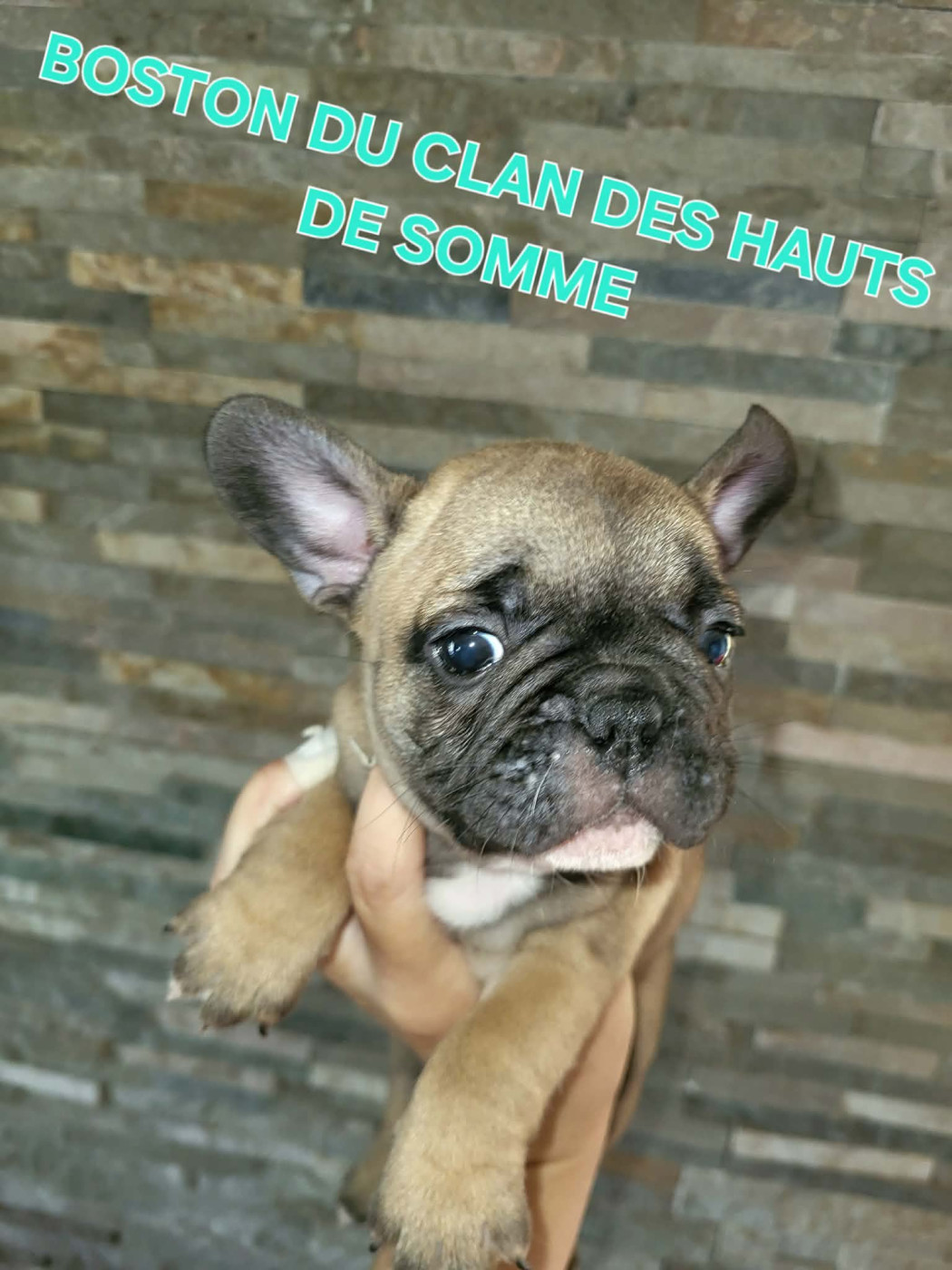 Du Clan Des Hauts De Somme - Chiots disponibles - Bouledogue français