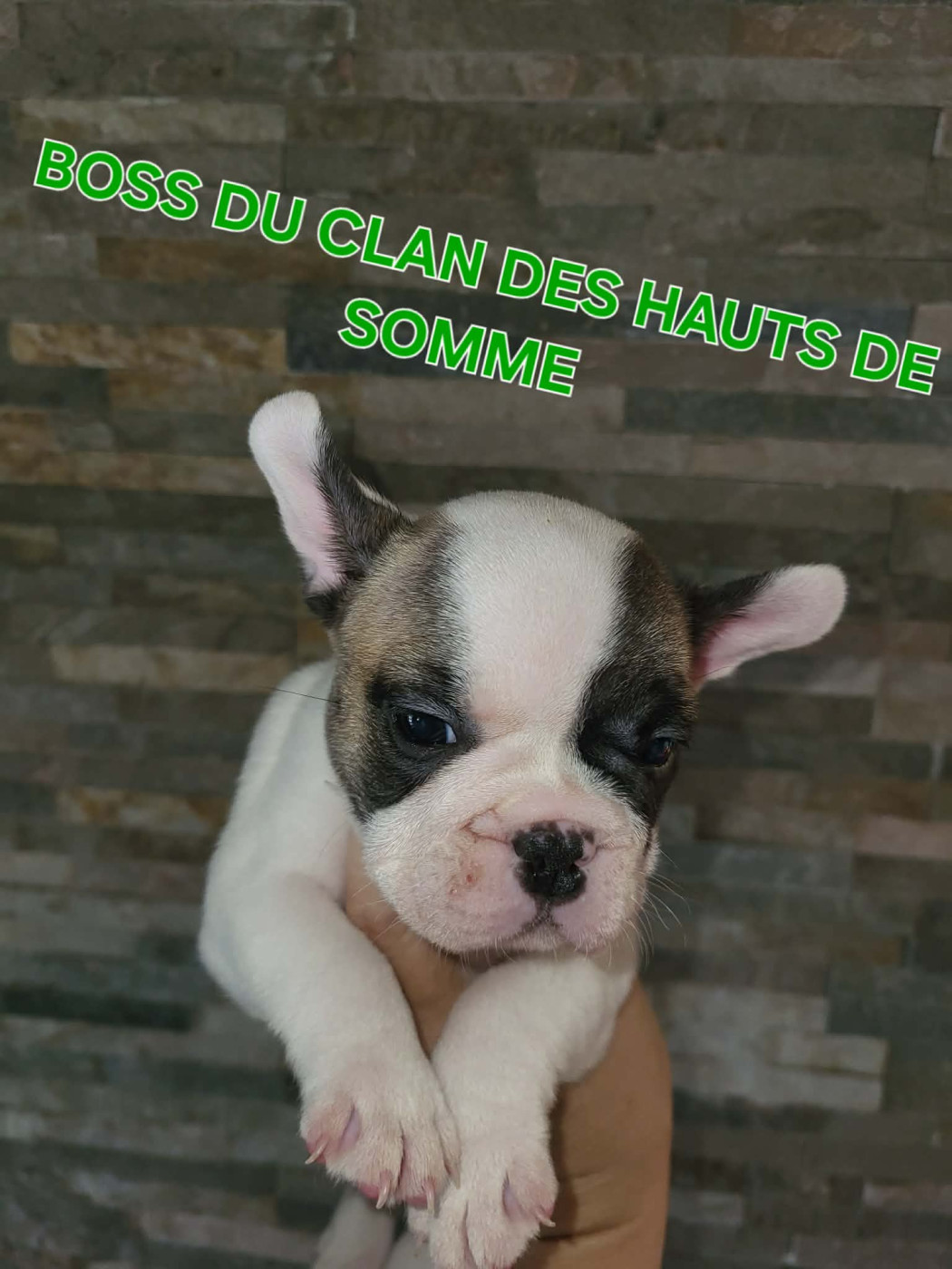 Du Clan Des Hauts De Somme - Chiots disponibles - Bouledogue français