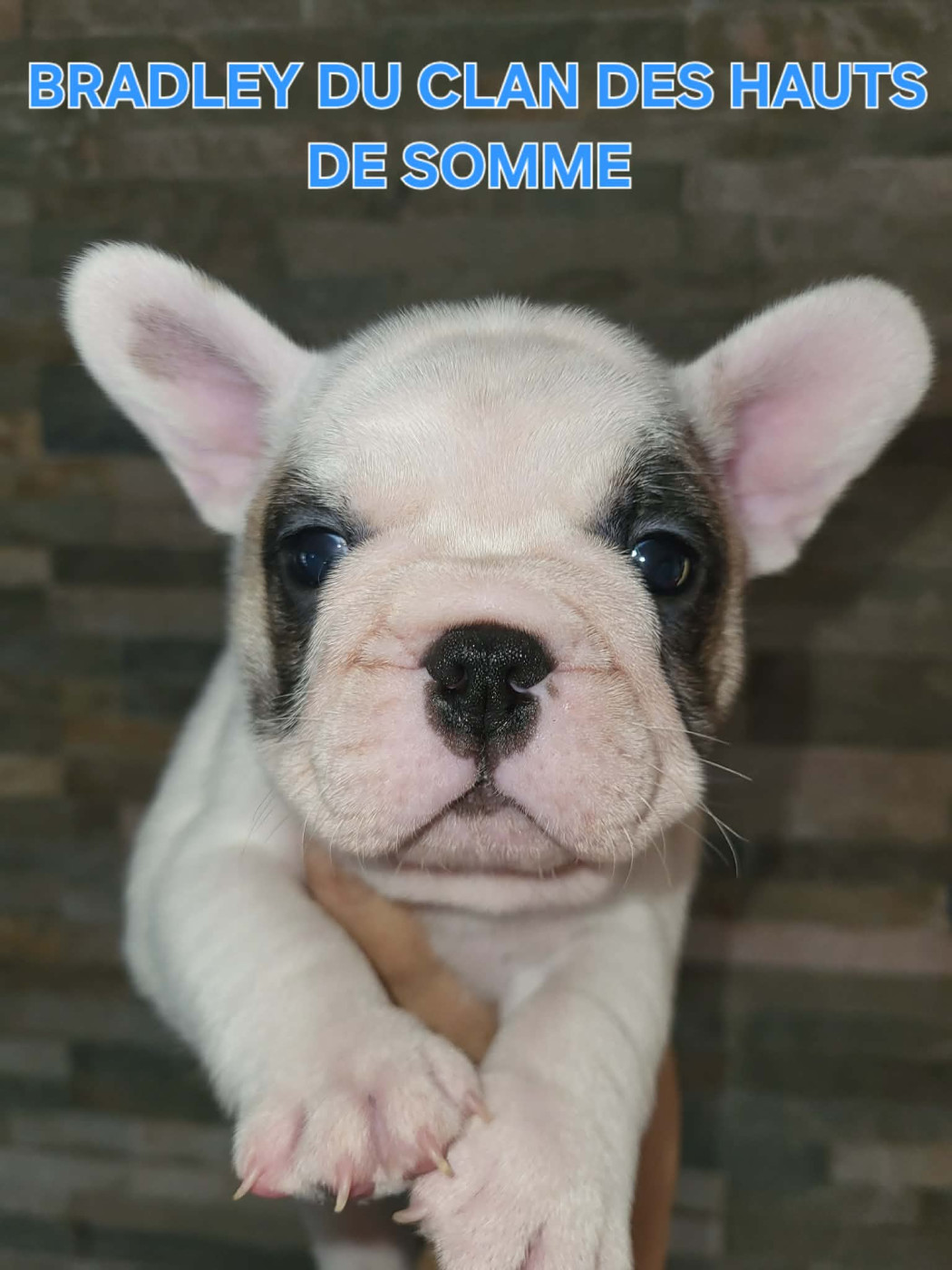 Du Clan Des Hauts De Somme - Chiots disponibles - Bouledogue français