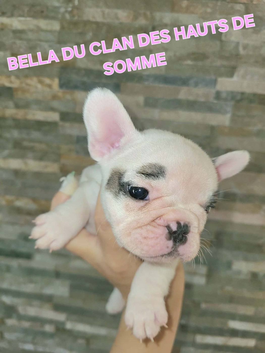 Du Clan Des Hauts De Somme - Chiots disponibles - Bouledogue français
