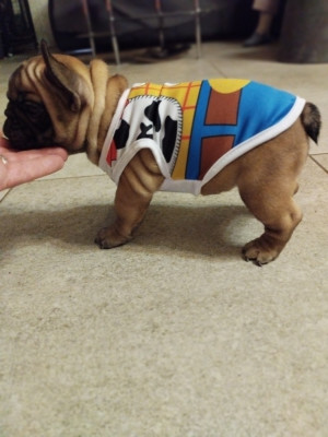 CHIOT 2