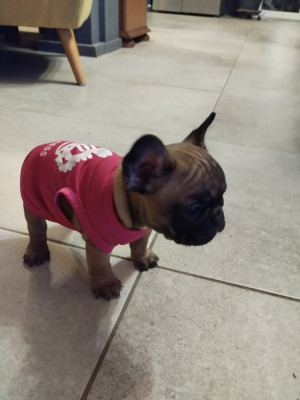 CHIOT 5