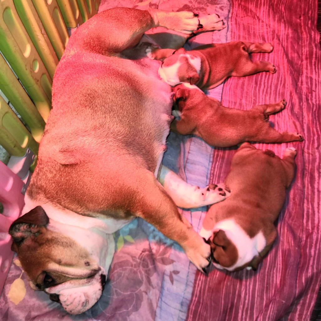 Du Clan Des Hauts De Somme - Bulldog Anglais - Portée née le 01/09/2022